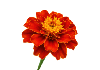 Fiery bloom Vibrant marigold ablaze against the night