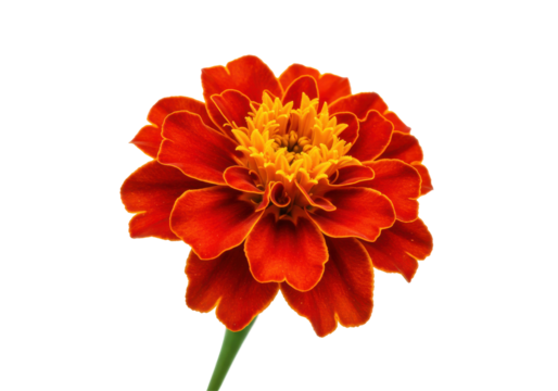 Fiery bloom Vibrant marigold ablaze against the night