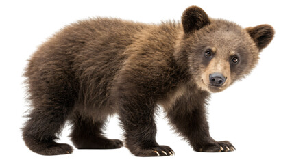 Fototapeta premium baby brown bear isolated on white
