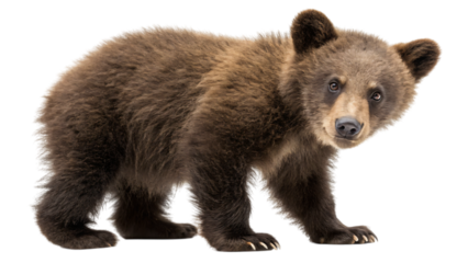 baby brown bear isolated on white