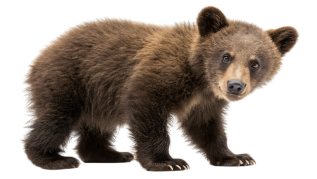 baby brown bear isolated on white