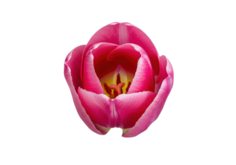 Hot pink tulip bud center stage