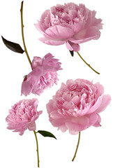 탐스러운 분홍 작약 투명배경 여러컷