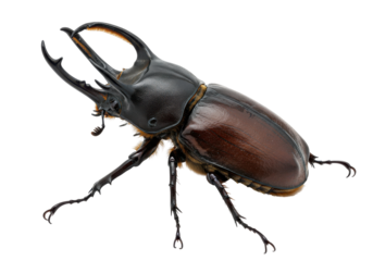 Majestic stag beetle against a stark void showcasing its intricate details