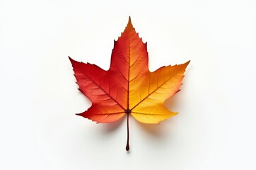 Obraz premium The maple leaf is orange and yellow