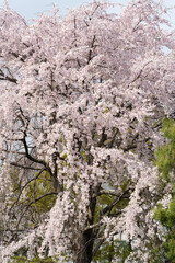 満開の枝垂れ桜