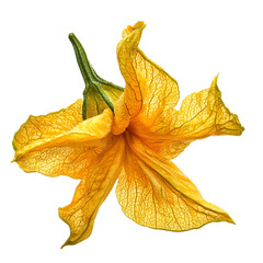 Fototapeta premium Fresh yellow zucchini blossom isolated nature photography floral close-up vibrant environment macro view organic concept