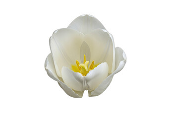 Pristine white tulip unfurls against a stark dark void