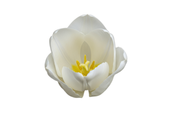 Pristine white tulip unfurls against a stark dark void