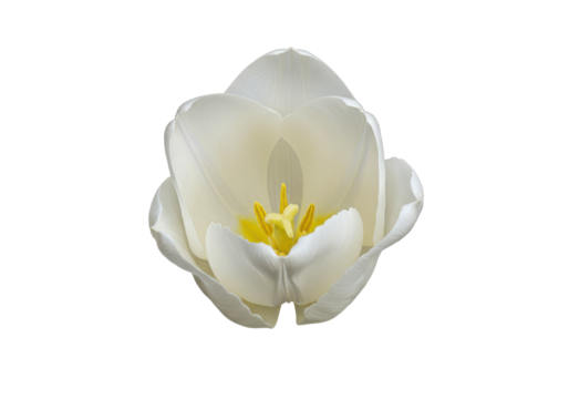 Pristine white tulip unfurls against a stark dark void