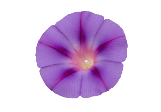 Purple Morning Glory A radiant flower against a dark backdrop