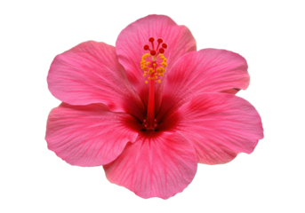 Radiant Hibiscus A vivid pink bloom against a stark black backdrop