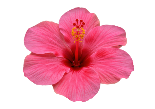 Radiant Hibiscus A vivid pink bloom against a stark black backdrop