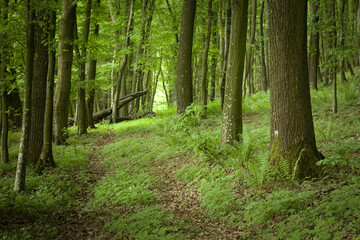 Obraz premium path in the forest, green forest