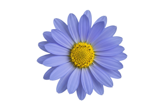 Sapphire Daisy A radiant bloom with sunburst center adrift in an infinite night