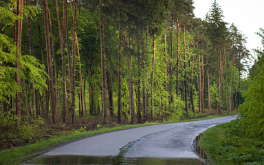 A winding road leading through the forest. Spring forest landscape. Asphalt road through the forest.