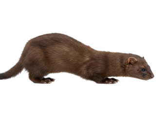 Sleek mink portrait glistening fur poised for action contrasting against dark backdrop