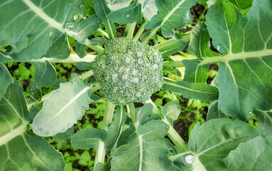 Close up of broccoli on an organic plantation, selective focus.