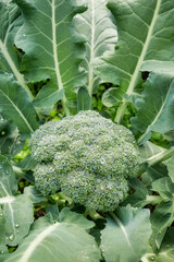 Close up of broccoli on an organic plantation, selective focus.