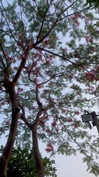 tree branches against blue sky, Outside, the sun is shining through the beautiful, vibrant flowers blooming on the spring trees, casting a dazzling light.