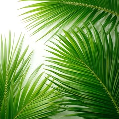 Lush Green Palm Fronds Tropical Paradise Exotic Leaves Summer Vacation White Background Nature Photography Vibrant