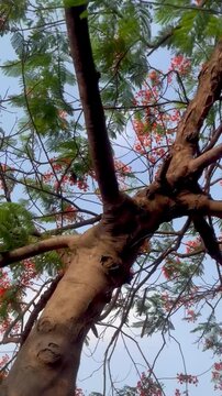 Trees in the forest, standing under the poinciana tree in the bright summer sunlight, enjoying the bright red poinciana flowers blooming.
