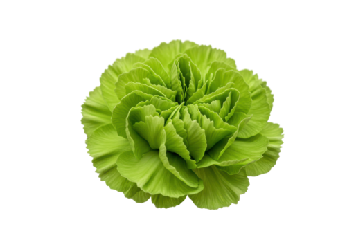 Vibrant green carnation against black backdrop