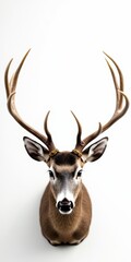Deer head with antlers in studio