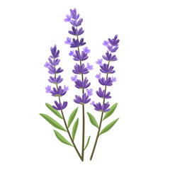 Obraz premium Three lavender stalks with purple flowers and green leaves on a black background a botanical illustration