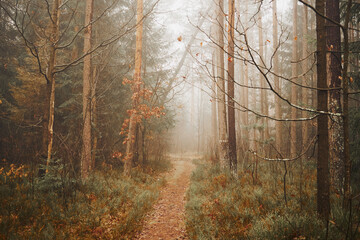 leśna droga,mgła	