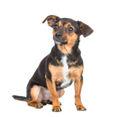 Obraz premium Small black and tan dog sitting upright with alert expression and perked ears.