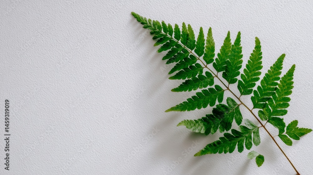 Aufkleber A vibrant fern frond showcases delicate leaflets in soft natural light, complemented by an ivory backdrop that offers ample copy space for creative use