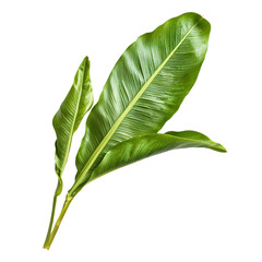 Obraz premium Vibrant green plantain leaves isolated on white background nature photography studio close-up plant concept