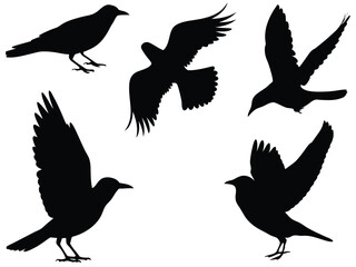 set of flying birds silhouette, vector on png background