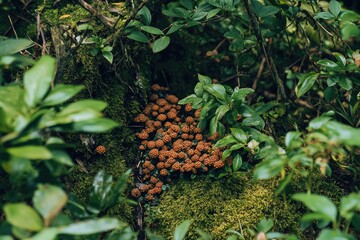 Clusters of small, reddish-brown mushrooms nestled amongst mossy forest floor, surrounded by lush green foliage