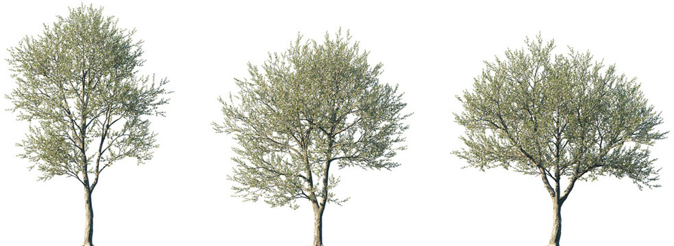 Set of Prunus avium (commonly called wild cherry, sweet cherry or gean) blossoming frontal street trees isolated png on a transparent background perfectly cutout