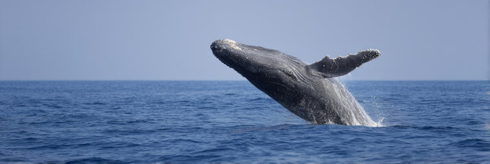 Fototapeta premium Humpback whale in mid-leap, oceanic ballet unveils marine grandeur, World Whale Day, mystical sea symphony, aquatic spectacle