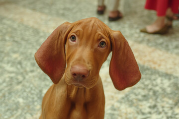 Adorable floppy-eared puppy gazes with soulful curiosity, evoking Heartwarming Hound Day and Pawlentine's whimsical canine affection celebration