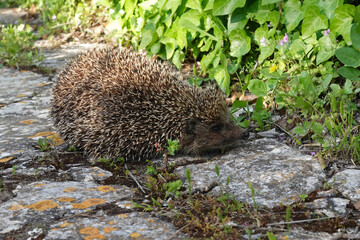 small hedgehog animal spiny mammal
