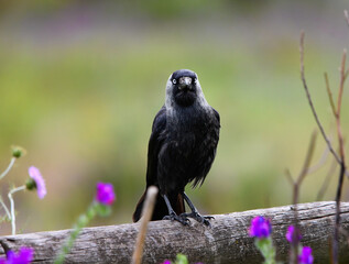 western jackdaw
Corvus monedula