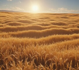Sun-drenched wheat field, waves of gold ripple under a clear sky ,  sunlight,  sky