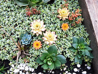 vibrant succulent arrangement with diverse colors and textures