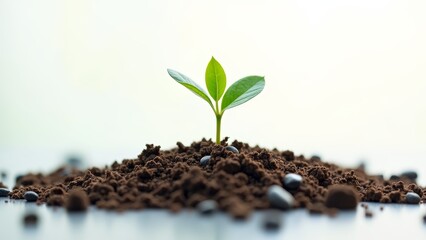 Freshly sprouted green leaf or One green seedling emerging from soil