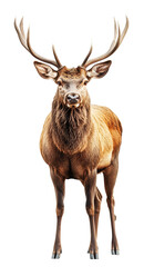 Fototapeta premium Majestic stag stands proudly with its impressive antlers, showcasing beauty of wildlife. stag rich brown fur and strong posture highlight its natural elegance and strength