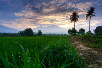 Fototapeta premium Beautiful morning view indonesia Panorama Landscape paddy fields with beauty color and sky natural light