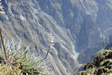 View of the deep Colca Canyon, one of the most beautiful in the world, located in the city of...