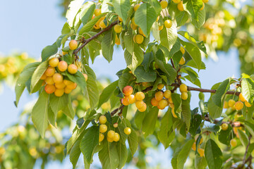 Sweet cherry yellow berries on a tree branch close up