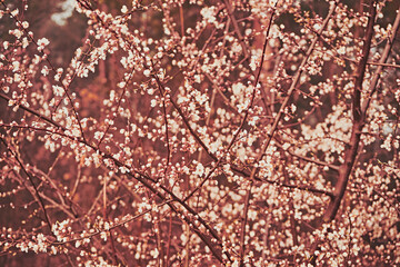 drzewo,wiosna,kwitnienie © Marcin Łazarczyk