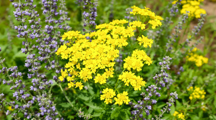 Obraz premium close-up view of vibrant yellow and purple flowers in a setting