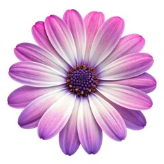 pink daisy isolated on white background